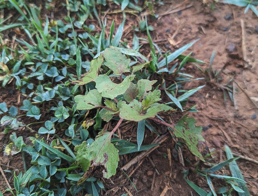 close up of burr plant