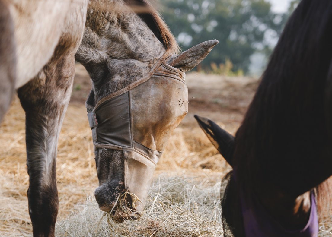 horses eating hay together in a field