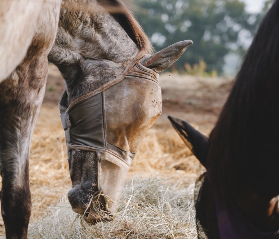 horses eating hay together in a field