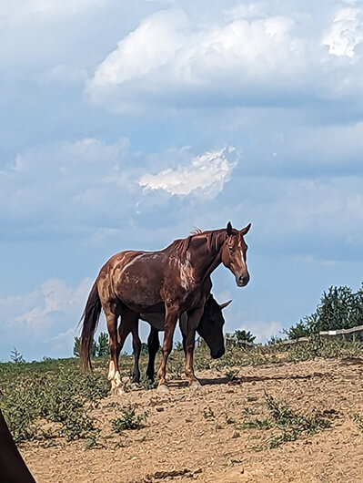 wet chestnut horse in pasture