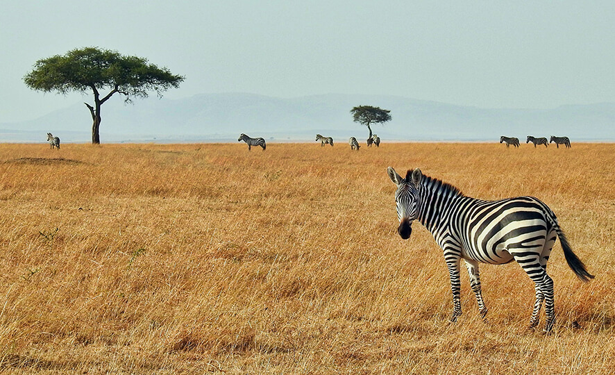 zebra in the foreground and large tree in the background, on the african safari