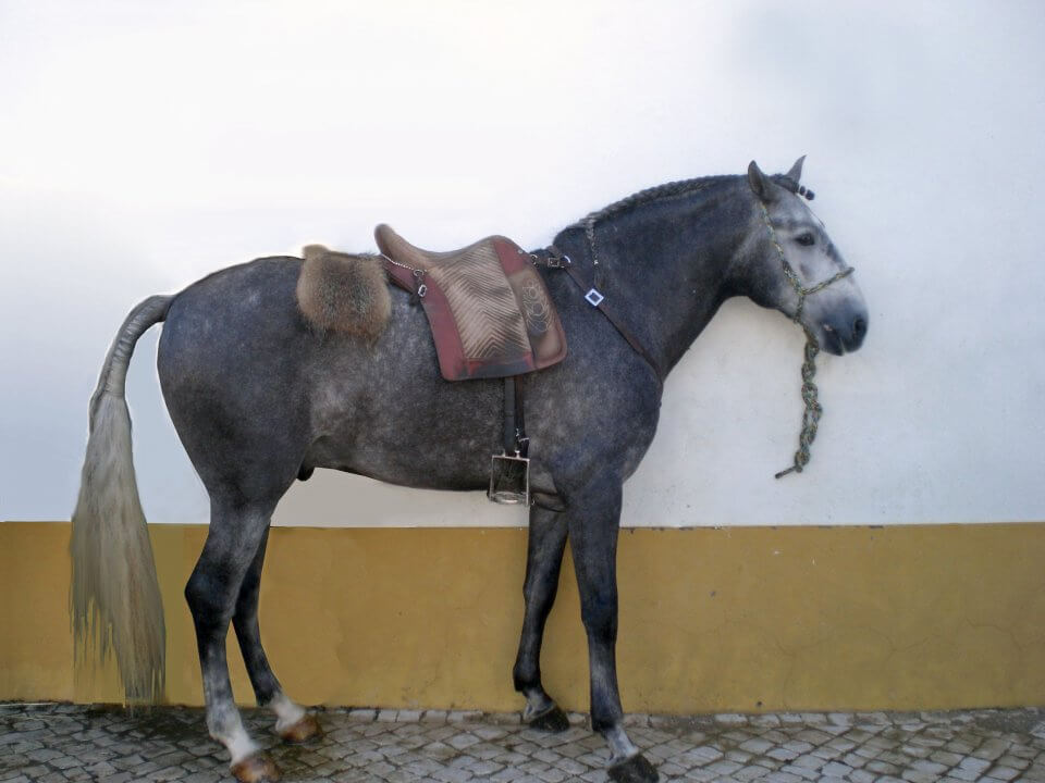 gray horse in working equitation tack