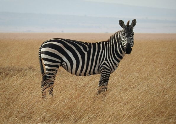 side view of zebra