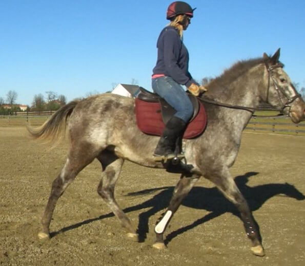 appaloosa mare being ridden with a Wintec saddle