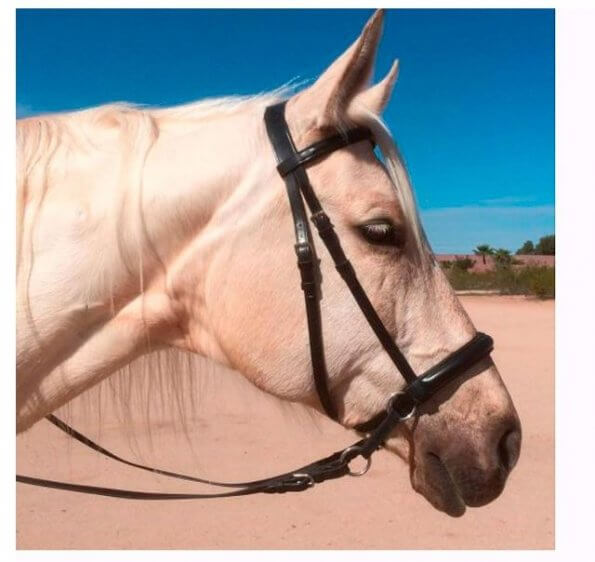 palomino horse wearing bitless bridle