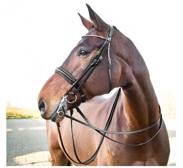 horse wearing Weymouth Dressage bridle