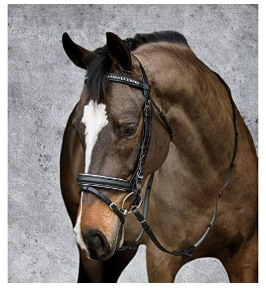 horse face with dressage bridle