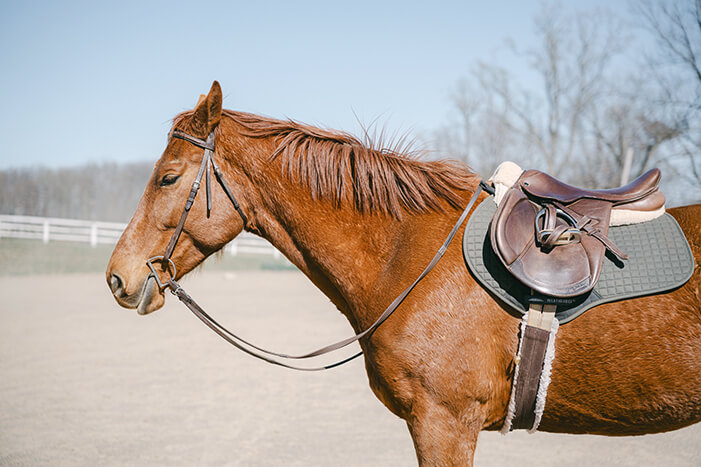 chestnut horse wearing bridle without noseband
