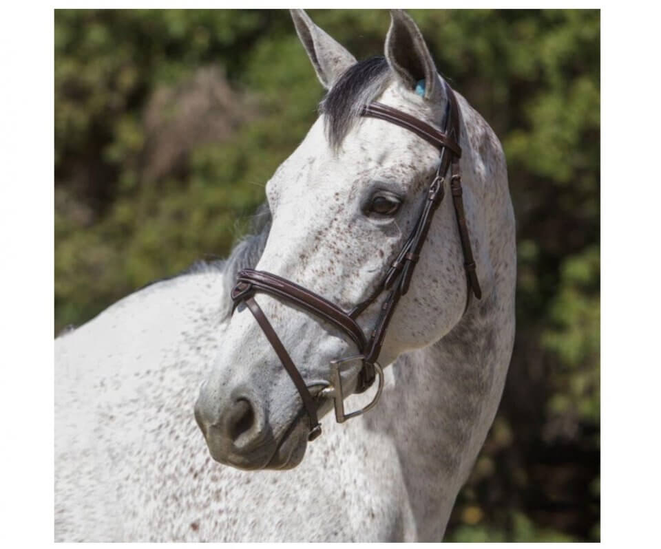 white horse wearing bridle suitable for eventing jumpers or dressage