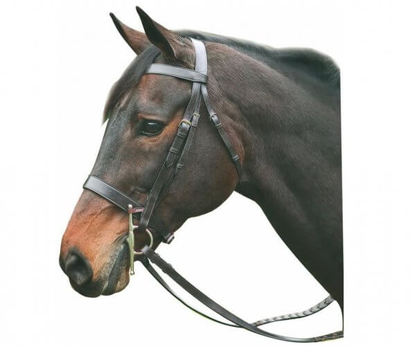 head shot of horse wearing fox hunting bridle