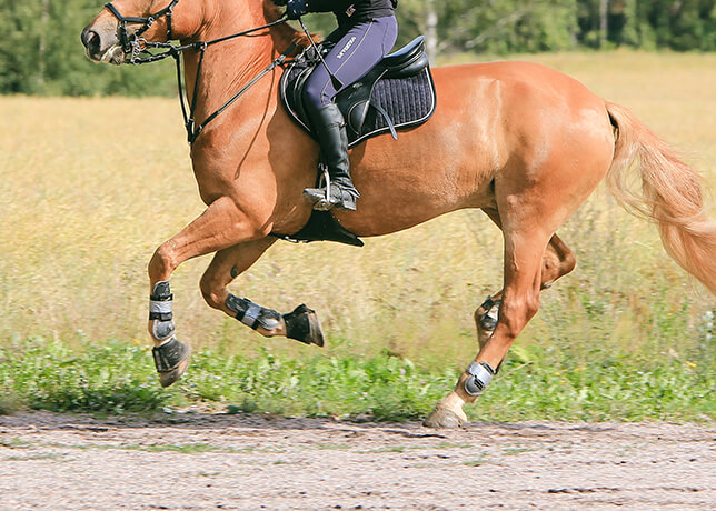 horse legs wearing horse boots