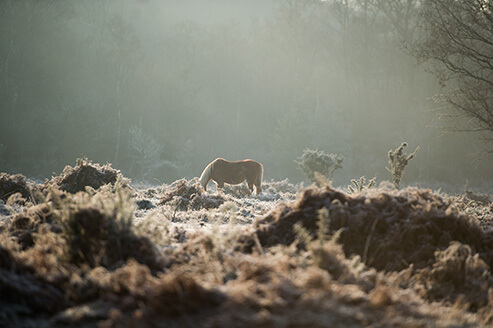 horse in foggy frosty field