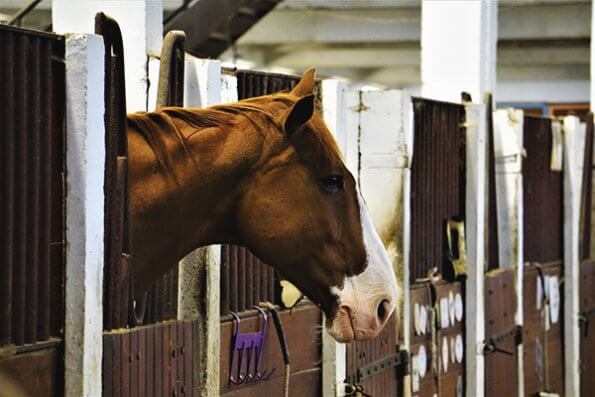 chestnut horse with head out of stall into barn aisle