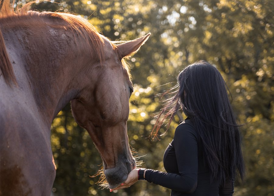 Stu's Modeling Job An Equestrian Life