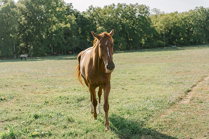 horse walking through the field