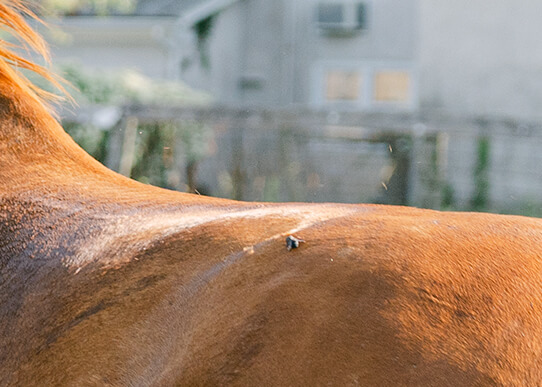 horsefly on back of horse