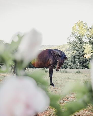 pony with flowers in the foreground