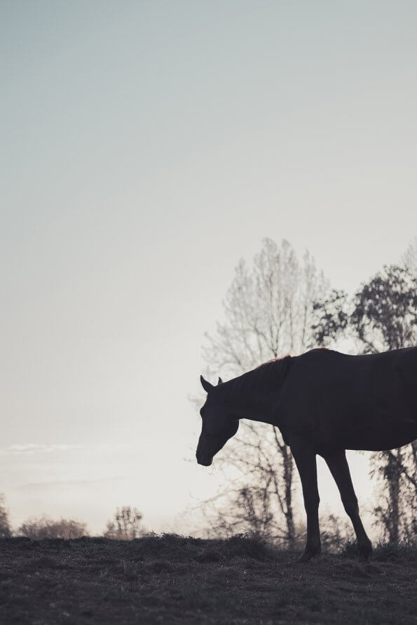 silhouette of horse against gray morning sky