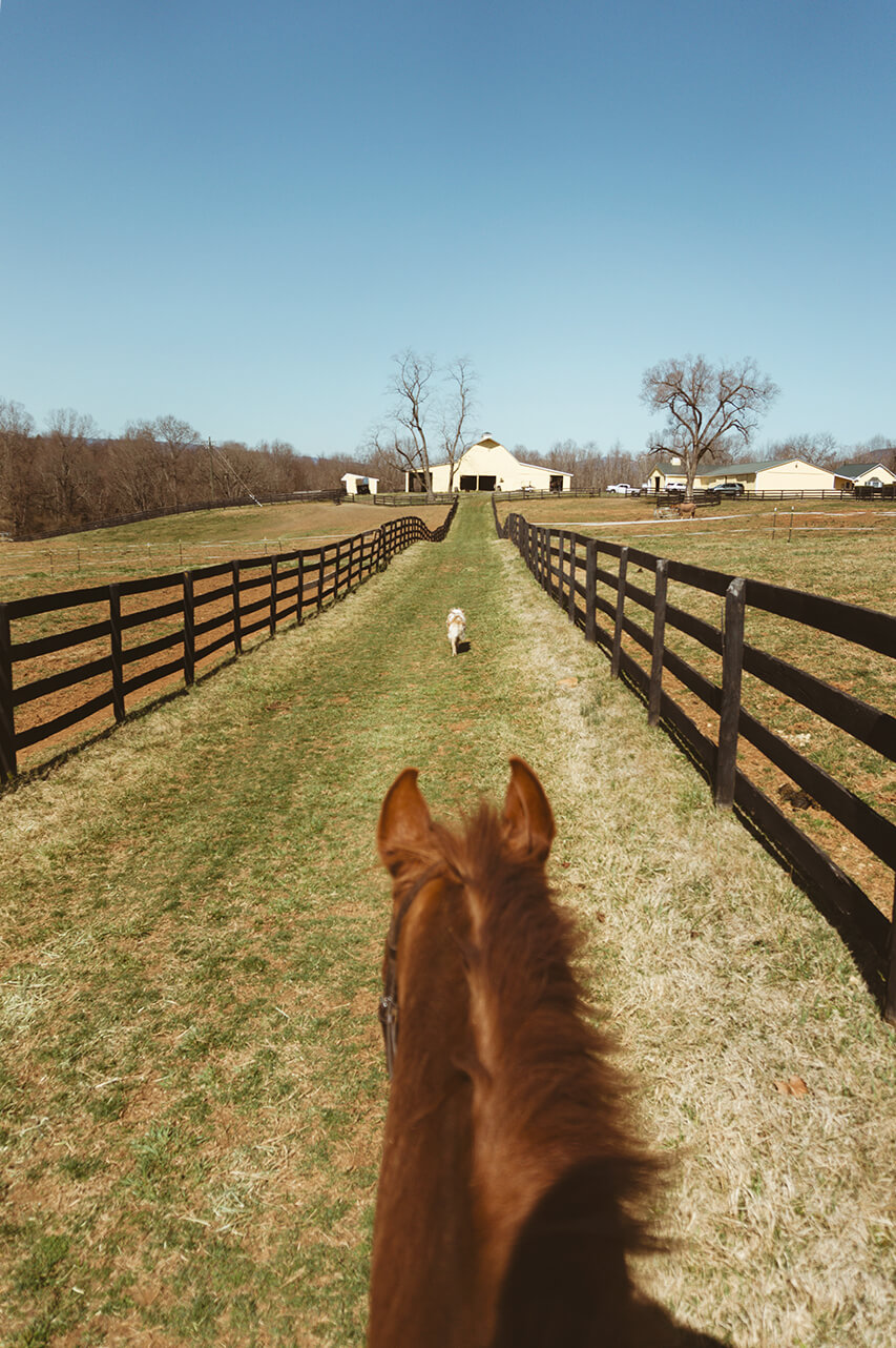 view of barn at the end of fenced alley from the point of view of the horseback rider