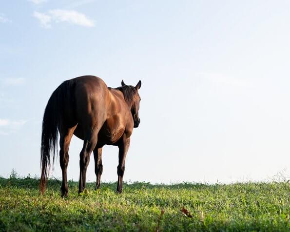 thoroughbred horse standing in a field, silhouetted against the sky.