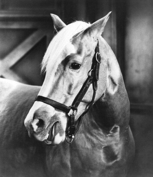 headshot of Bamboo Harvester, the horse who played Mr Ed