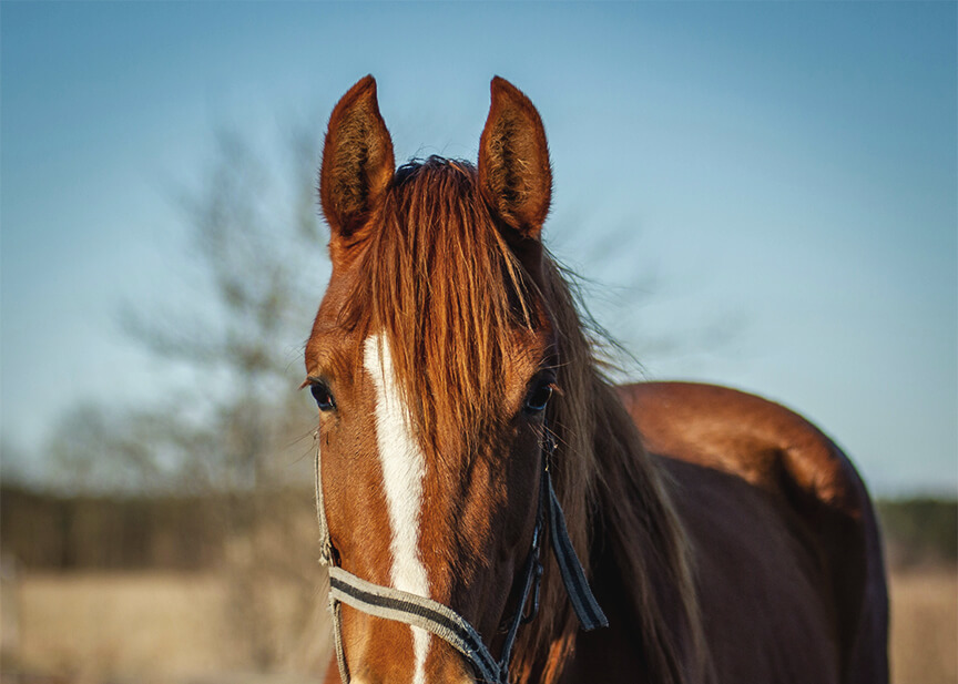 front facing chestnut horse