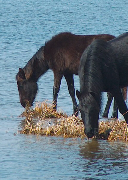 two horses in Corolla North Carolina eating sea grass