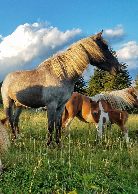 grayson highlands ponies southwest virginia wild horses 