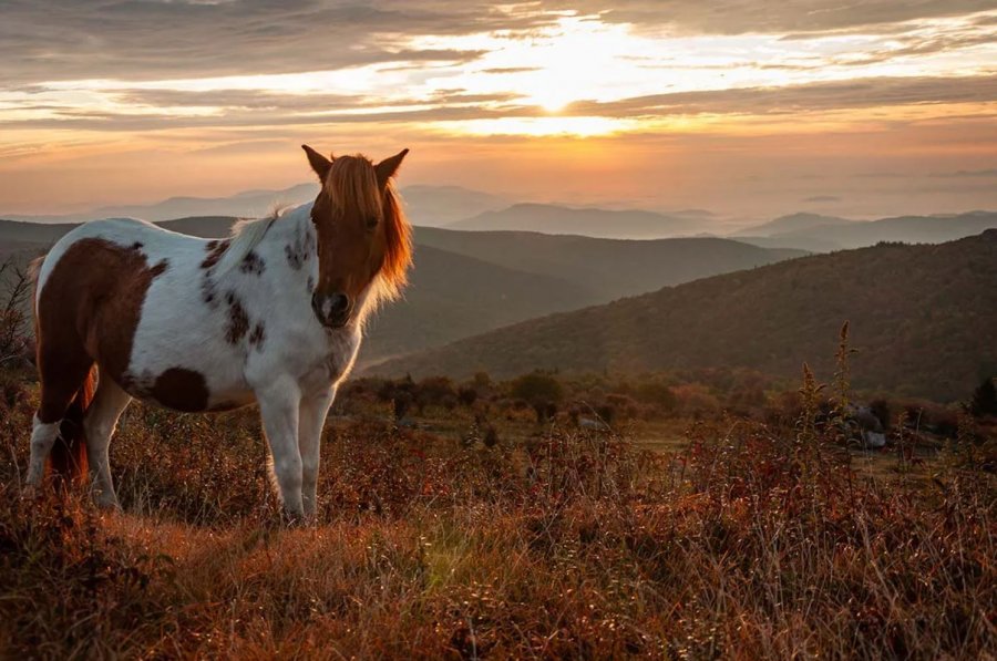 Grayson Highlands pony on top of a mountain with the sun setting in the background