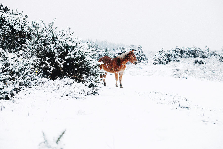 chestnut horse in snow covered pasture