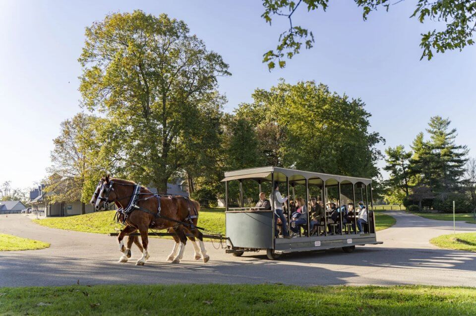 draft horses pulling a trolley at Kentucky Horse Park