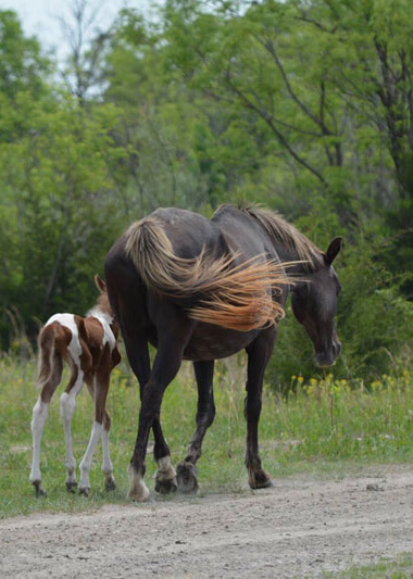 mare and foal walking down a road in Kentucky