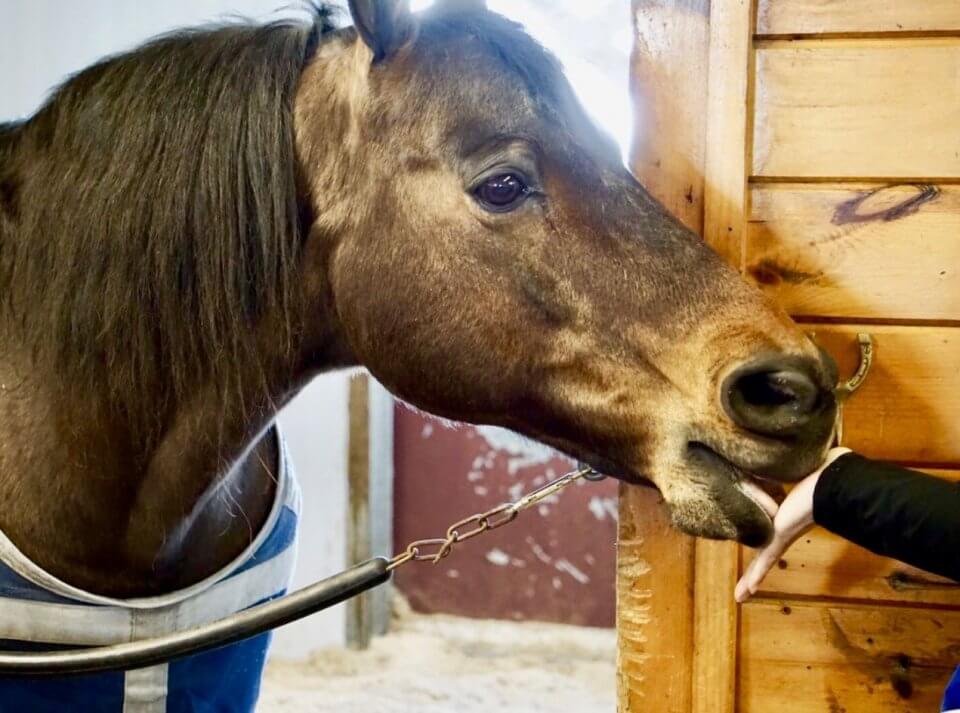 morgan horse being fed a treat at the National Museum for the Morgan Horse