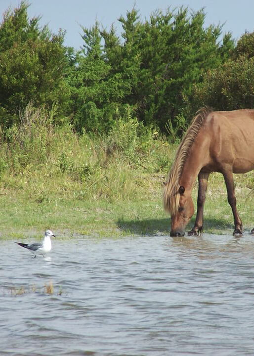 Shackleford Horse eating grass on the banks of North Carolina