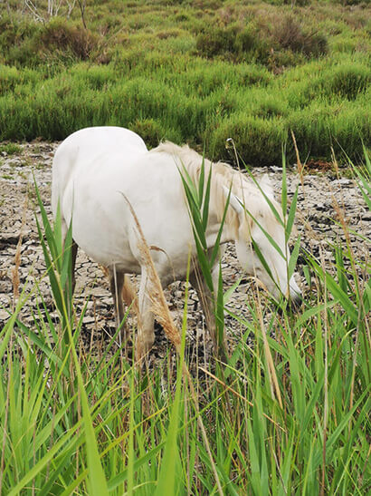 wild horse in Camargue France standing in marsh next to long grass
