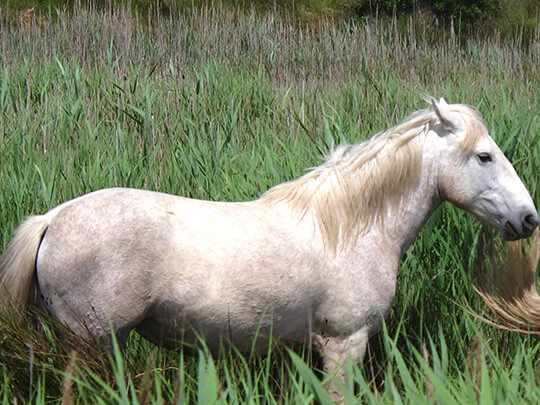 profile view of Camargue horse in France