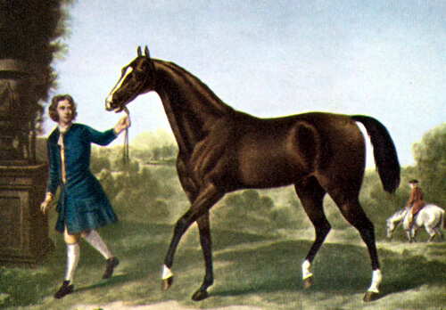 oil painting of the Darley Arabian one of the foundation sires of the thoroughbred breed