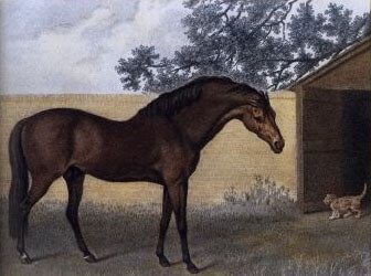 painting of the Godolphin Arabian