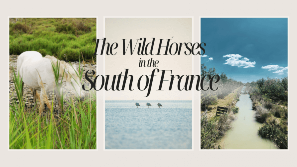 banner for The Wild Horses in the South of France with images of a Camargue horse, the flamingos and the canal