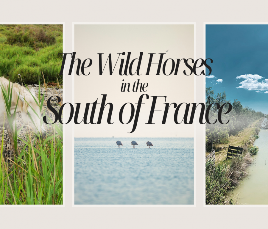 banner for The Wild Horses in the South of France with images of a Camargue horse, the flamingos and the canal