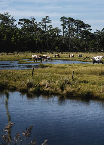 ponies on Assateague Island grazing in the marshes