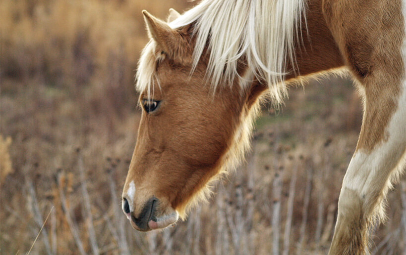 close up of Chincoteague pony's lowered head