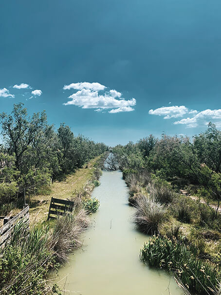 view of a marshy canal in Camargue France where wild horses bulls and flamingos live