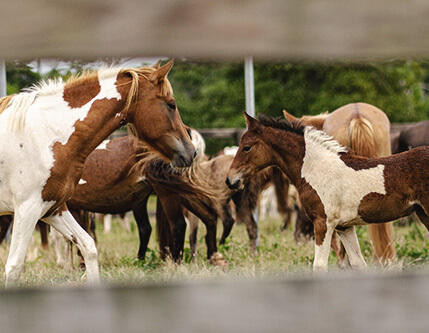 Chincoteague ponies in the holding pen