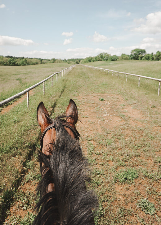 view while riding a horse of a grass field with a track in it