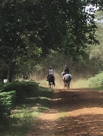 two horses and riders on a wooded horse trail at Windsor Great Park