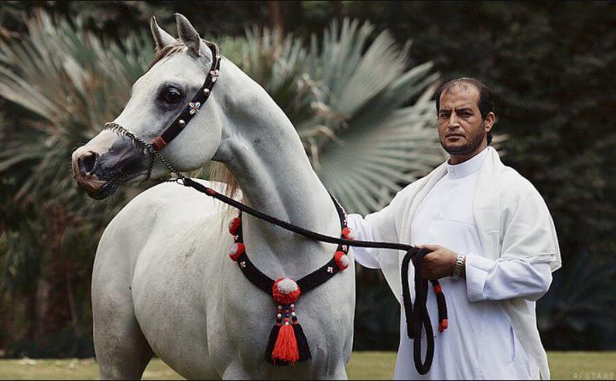 grey Arabian horse with a handler