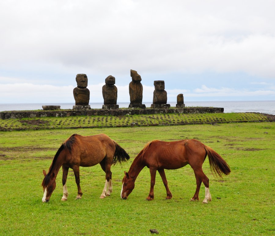 horses grazing in front of Moai Statues on Easter Island