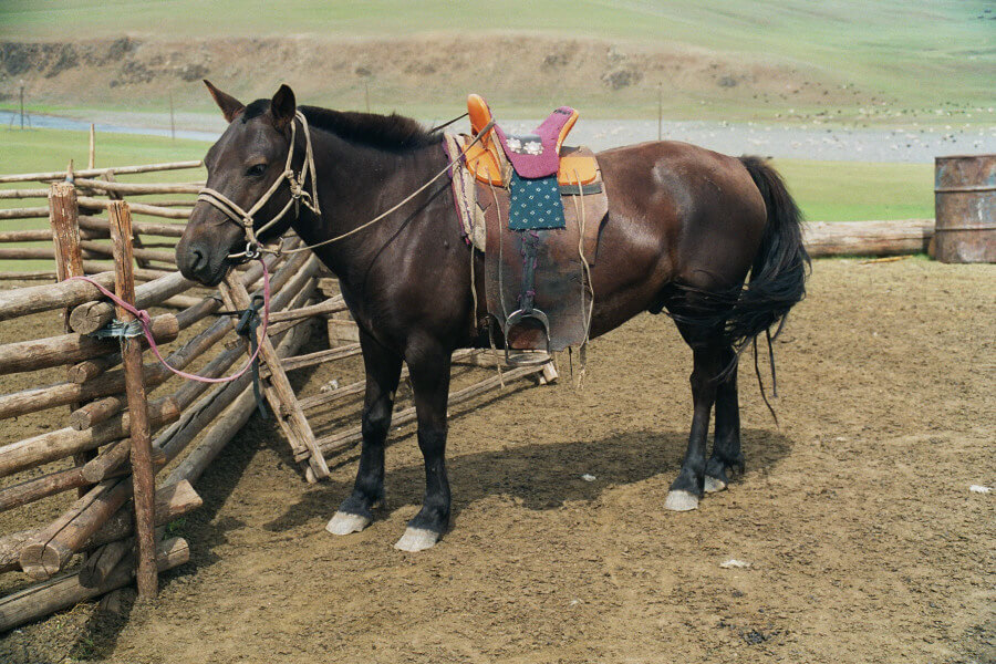 Mongolian horse tied to a fence