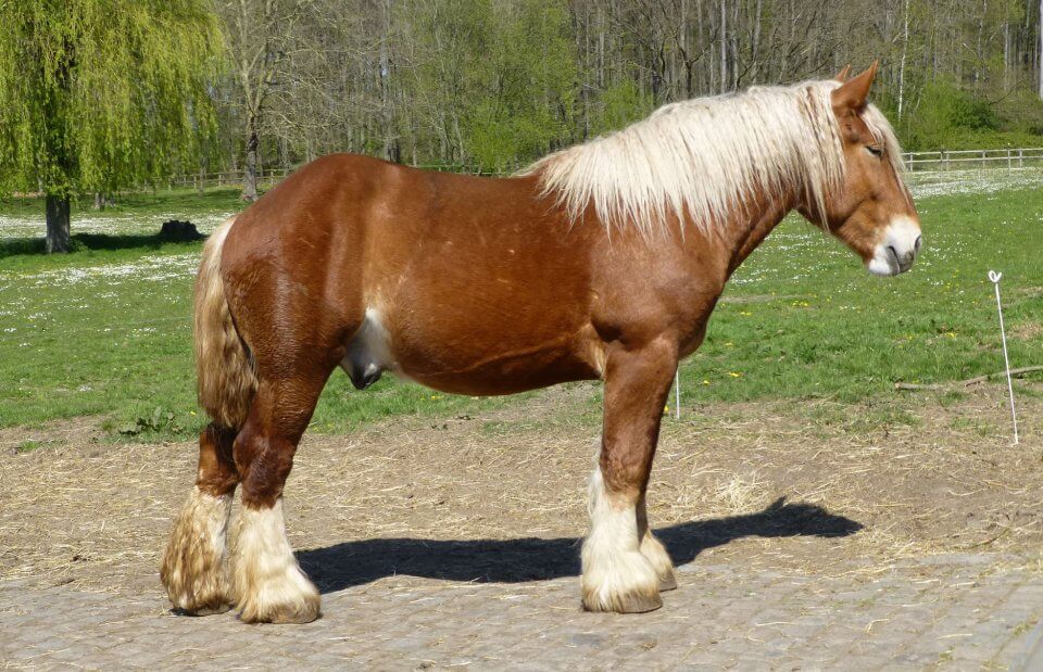 full body profile of a Belgium draft horse